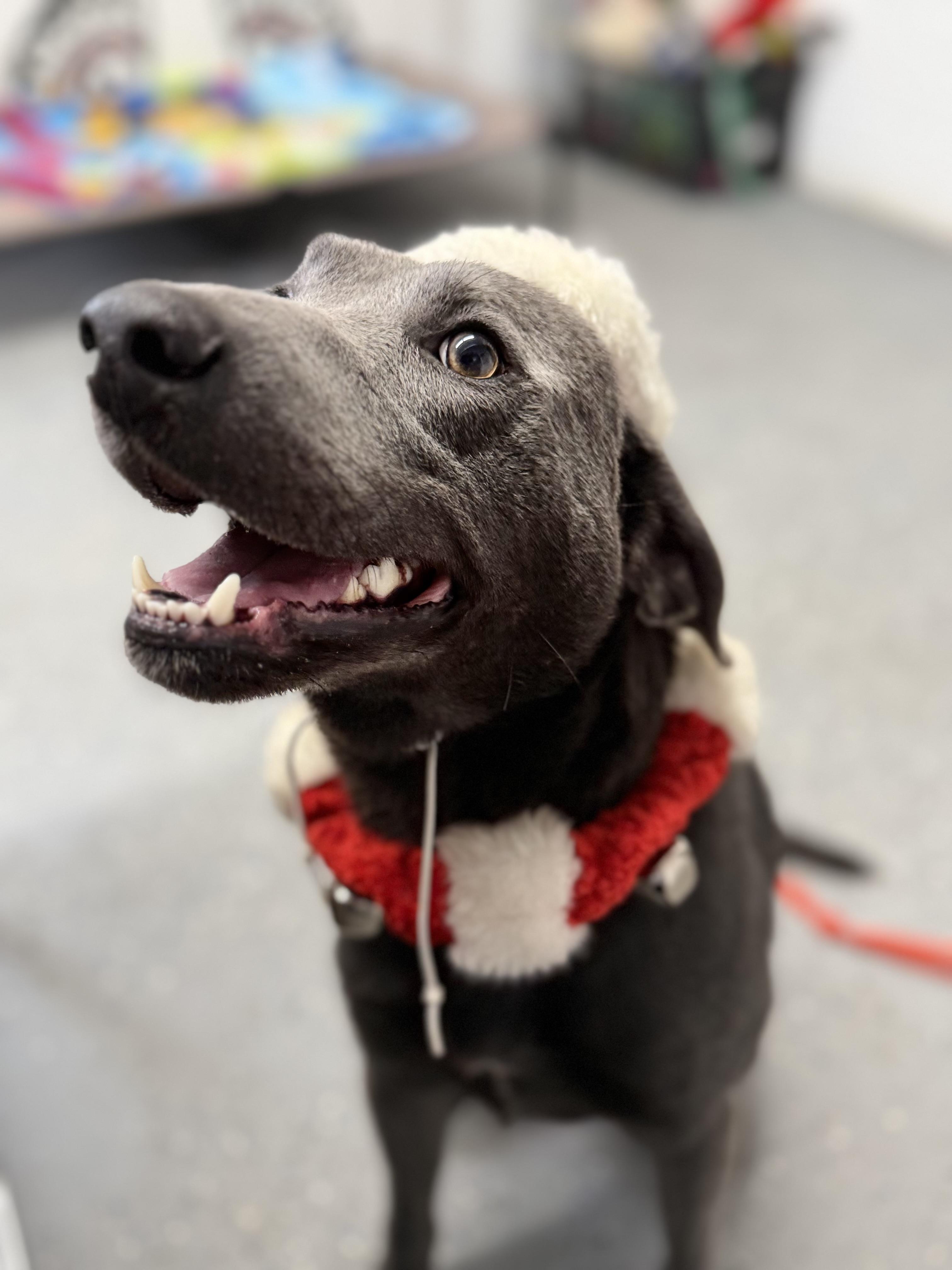 Enlarge Stone, a Adoptable mixed breed in Lewisburg, TN image 3/4