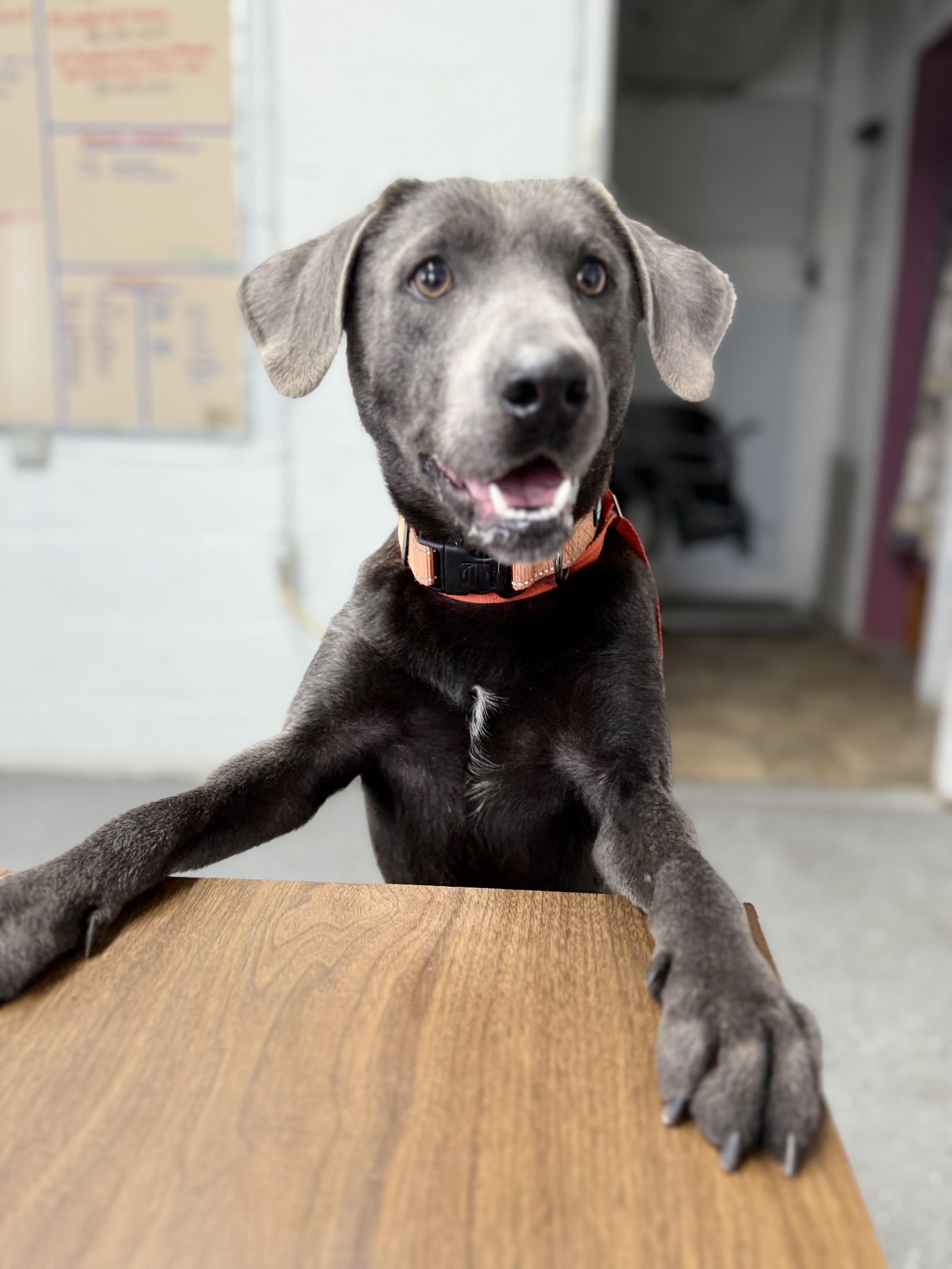 Enlarge Stone, a Adoptable mixed breed in Lewisburg, TN image 4/4