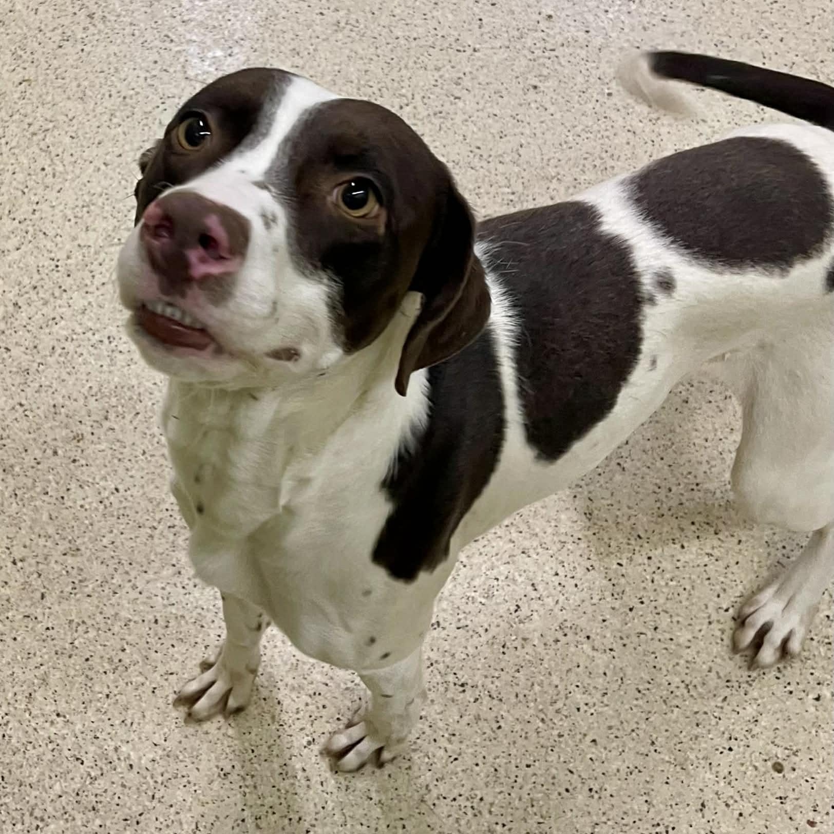 Cheeto — thumbnail 2