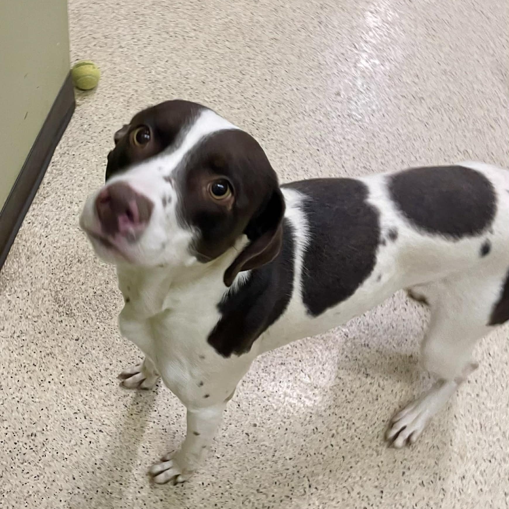 Cheeto — thumbnail 3