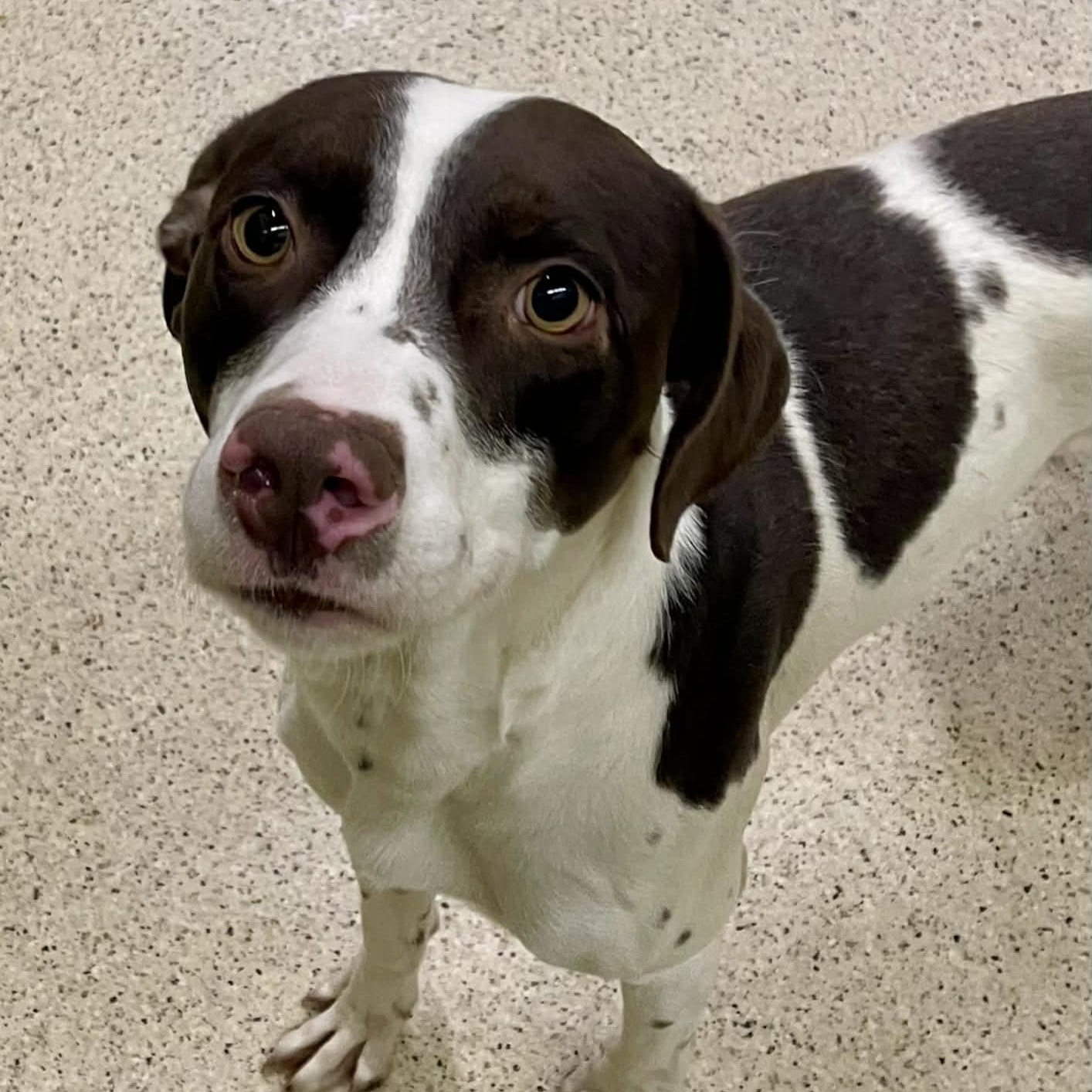 Cheeto — thumbnail 4