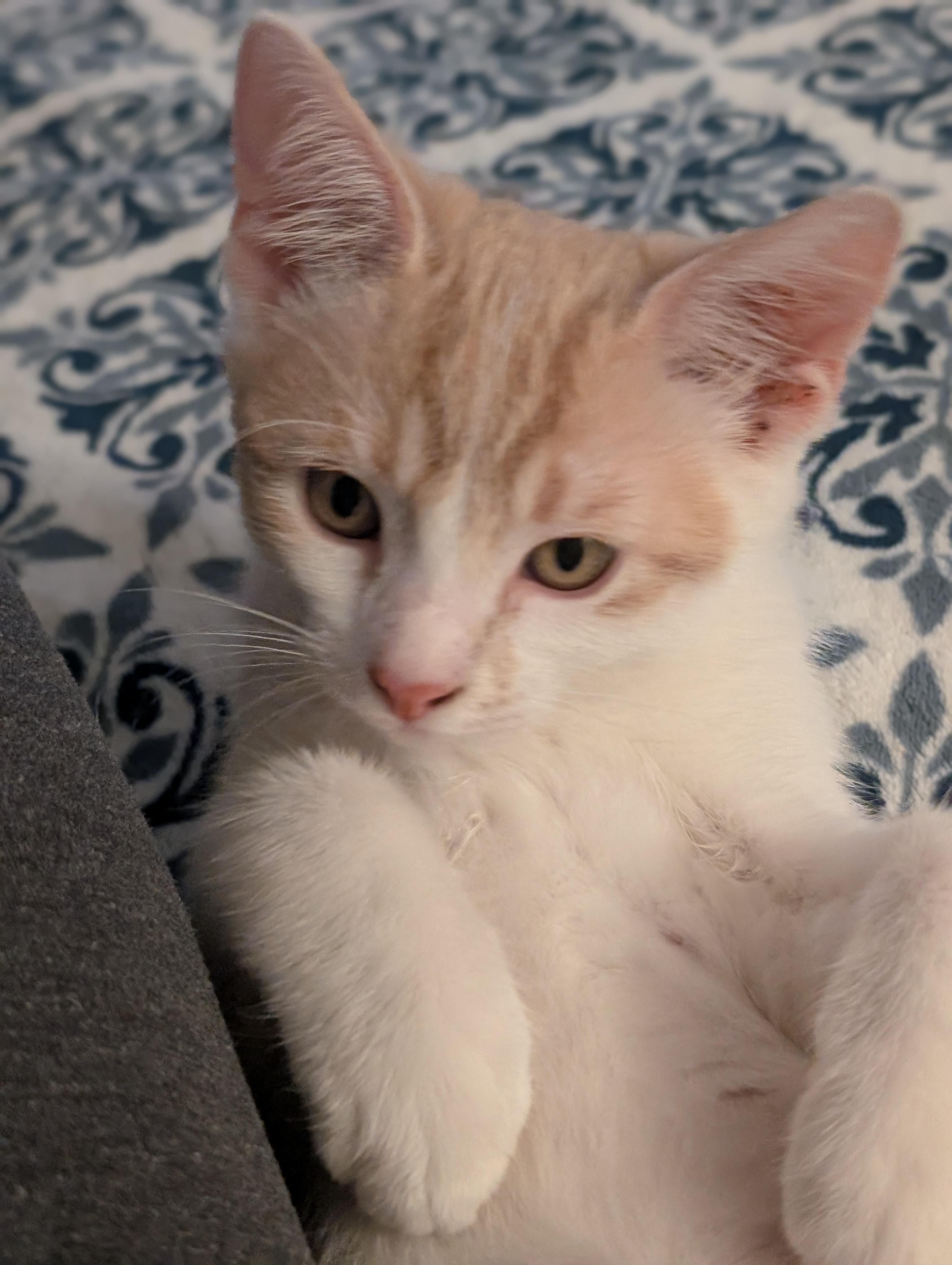 Teddi, ADOPTABLE, Kitten Male Domestic Short Hair.