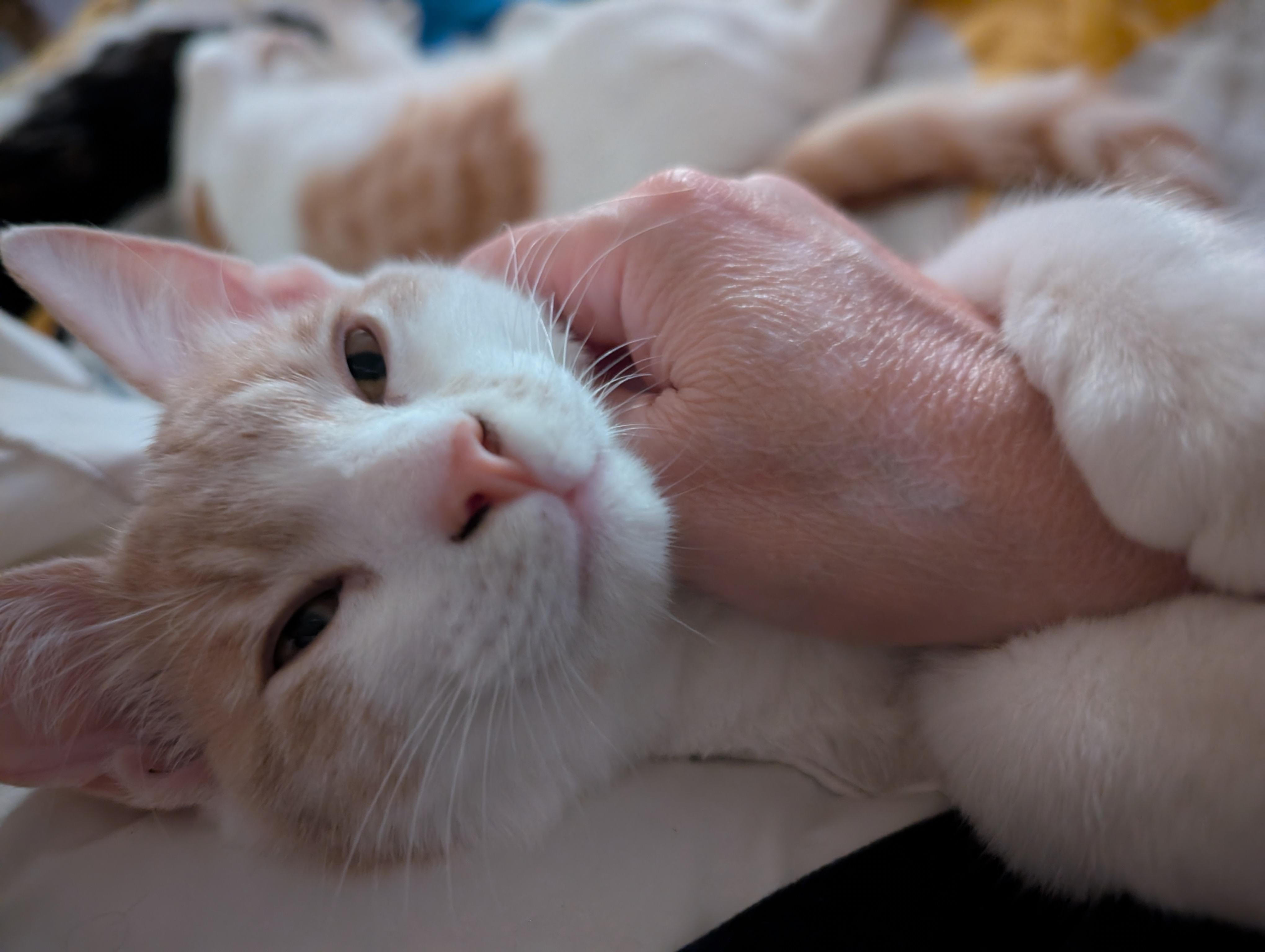Enlarge Teddi, a Adoptable Domestic Short Hair in Concord, CA image 4/4