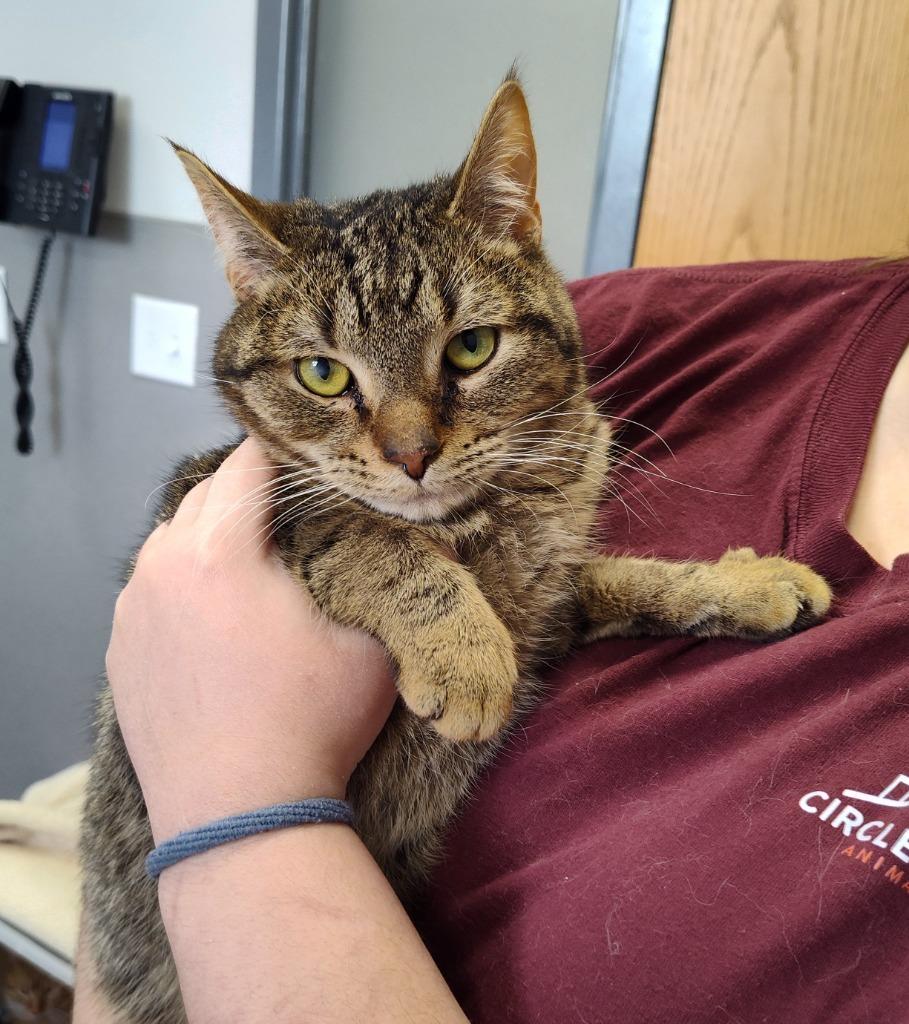 Ornament, Adoptable, Adult Male Domestic Short Hair.