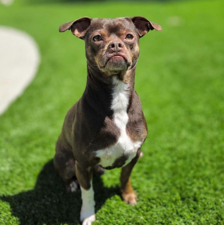 Buster, a ADOPTABLE mixed breed in Mead, CO image 1/3