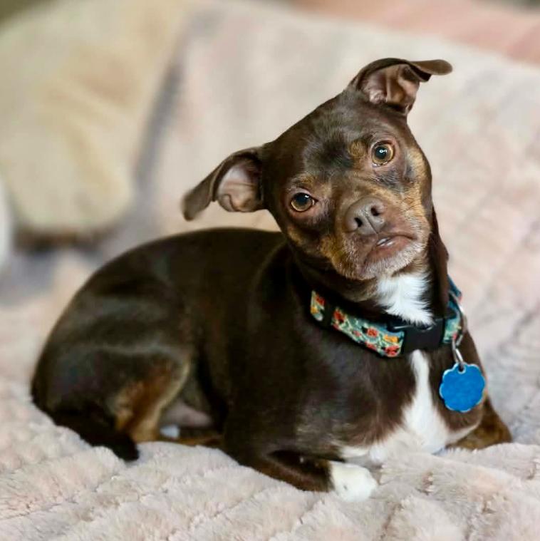 Buster, ADOPTABLE, Adult Male Chihuahua & Mixed Breed.