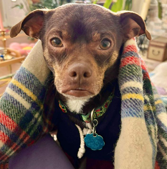 Enlarge Buster, a ADOPTABLE mixed breed in Mead, CO image 2/2