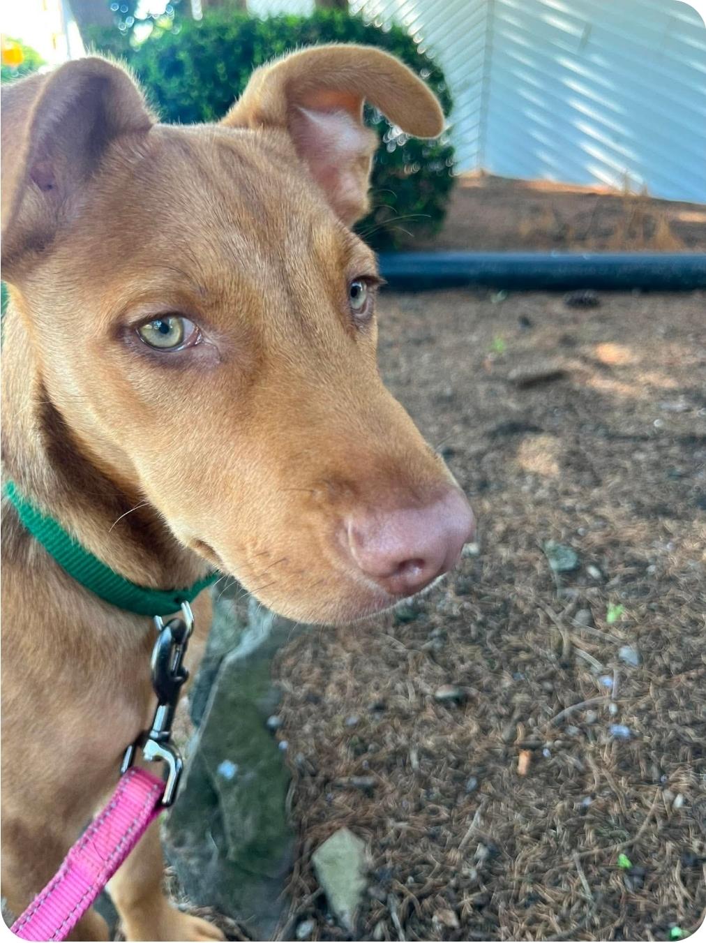 Enlarge Rusty-M, a Adoptable mixed breed in Paramus, NJ image 1/6