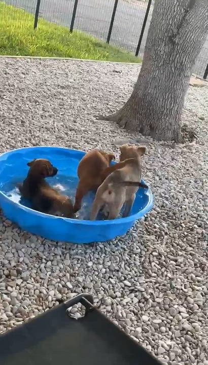 Enlarge Rusty-M, a Adoptable mixed breed in Paramus, NJ video 4/6