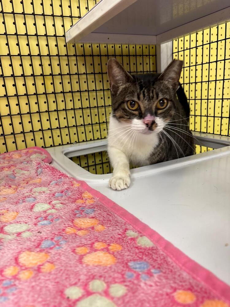 Rumple, Adoptable, Adult Male Domestic Short Hair.