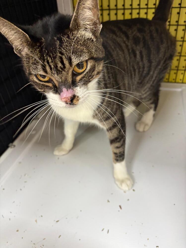 Enlarge Rumple, a Adoptable Domestic Short Hair in Orlando, FL image 2/4