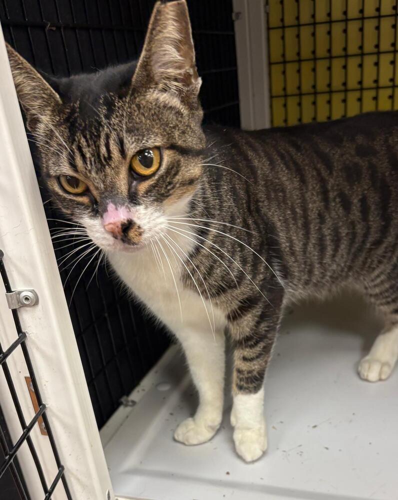 Enlarge Rumple, a Adoptable Domestic Short Hair in Orlando, FL image 3/4