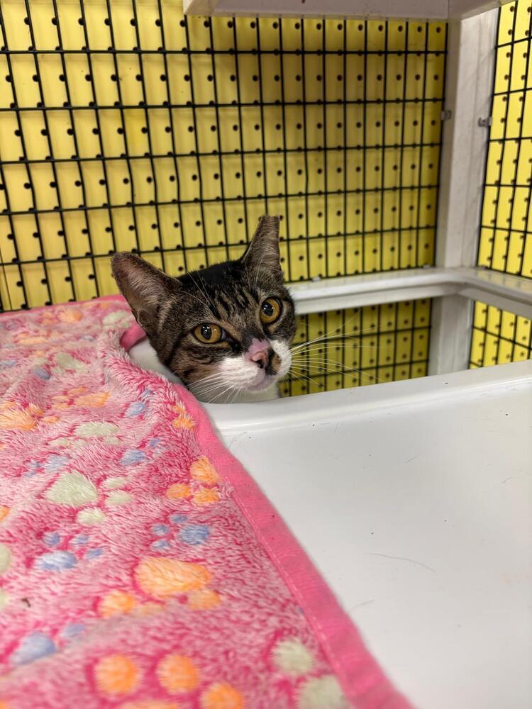 Enlarge Rumple, a Adoptable Domestic Short Hair in Orlando, FL image 4/4