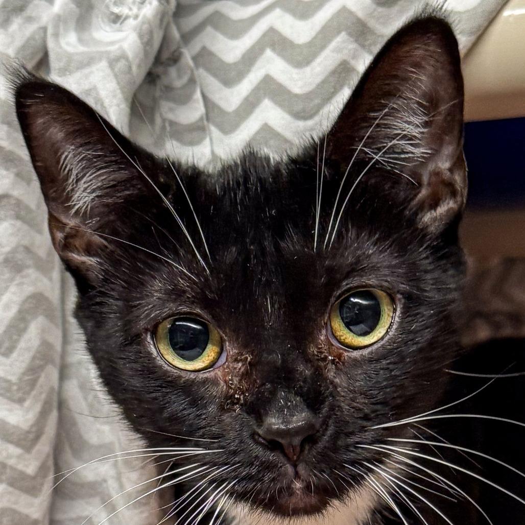 Morticia, Adoptable, Young Female Domestic Short Hair.