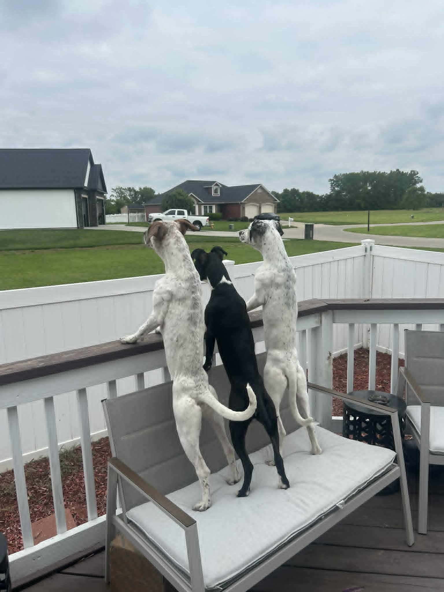 Enlarge Gamora, an adopted Mixed Breed in Granite City, IL image 2/3