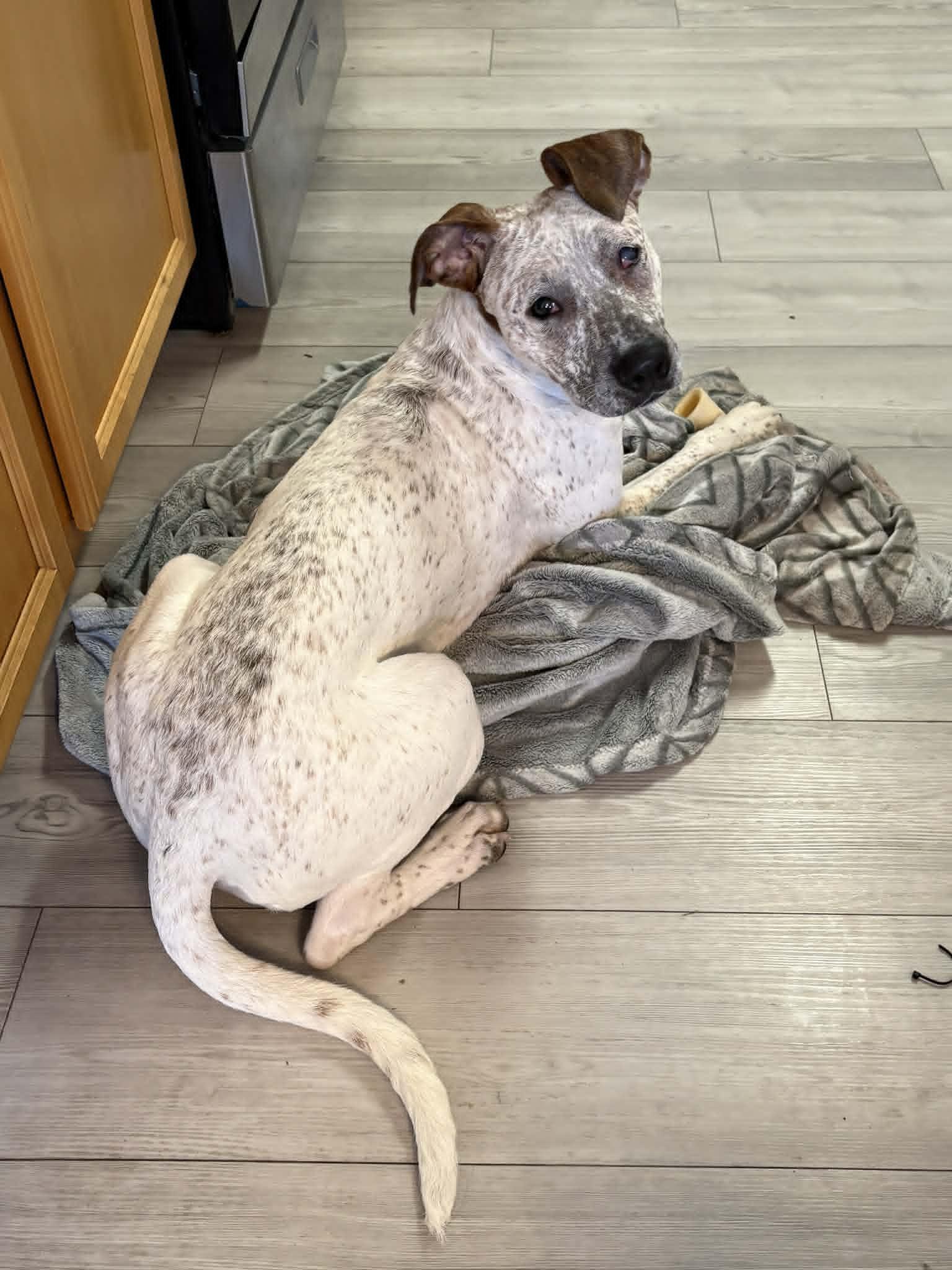 Enlarge Gamora, an adopted Mixed Breed in Granite City, IL image 1/3