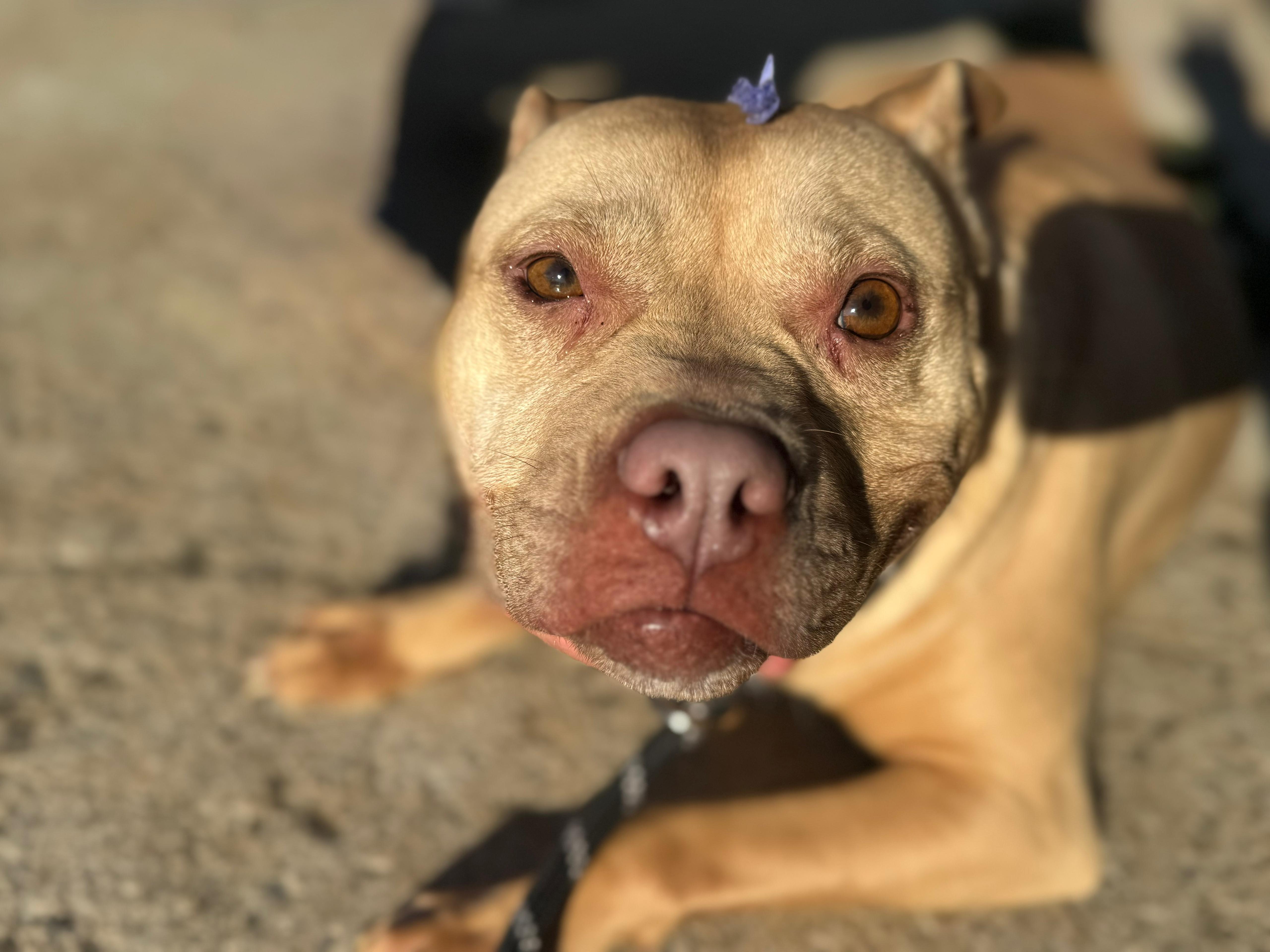Zella, Adoptable, Adult Female American Staffordshire Terrier.