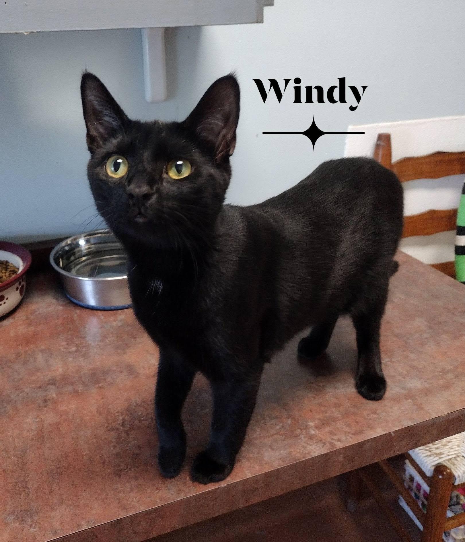 Windy, ADOPTABLE, Young Female Domestic Short Hair.