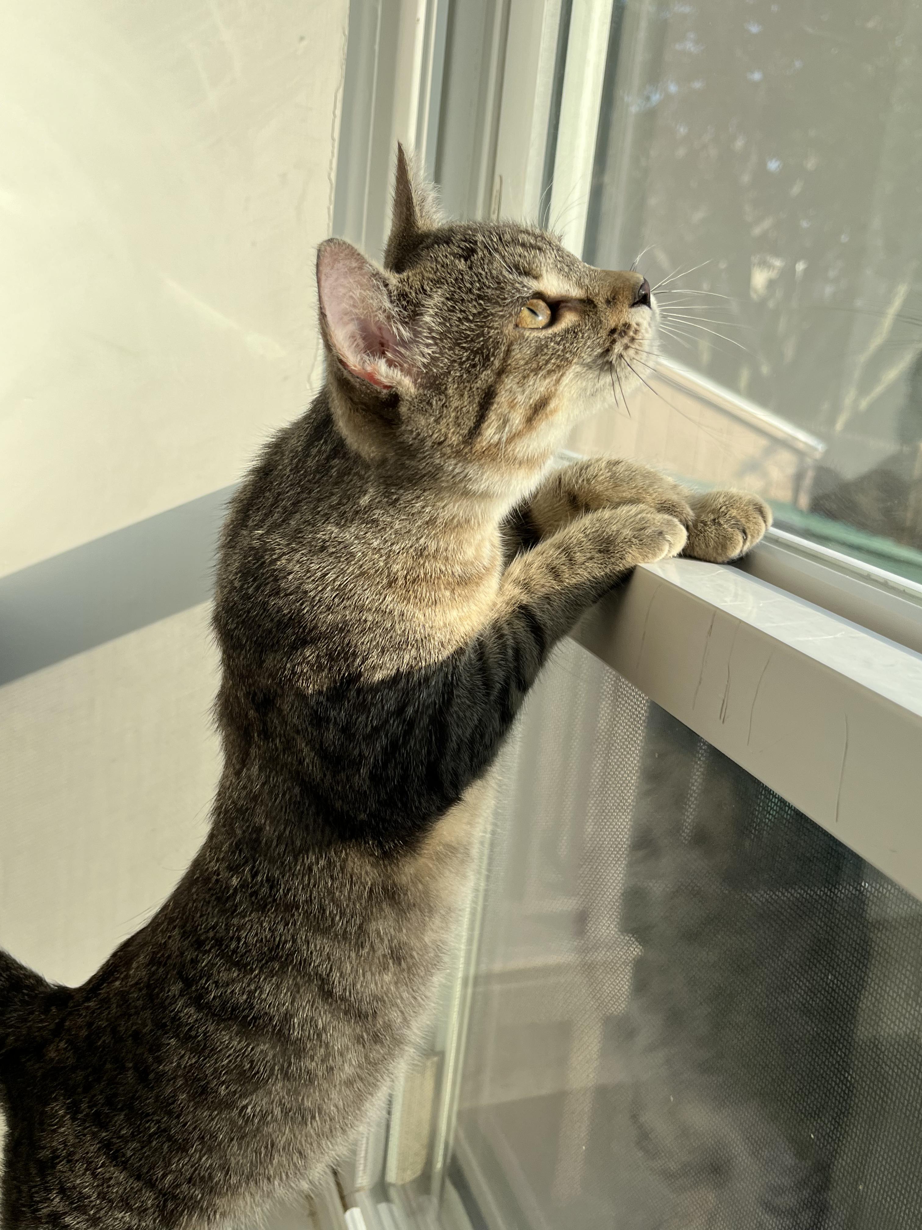 Enlarge Charade, a ADOPTABLE American Shorthair in Hull, MA image 3/4