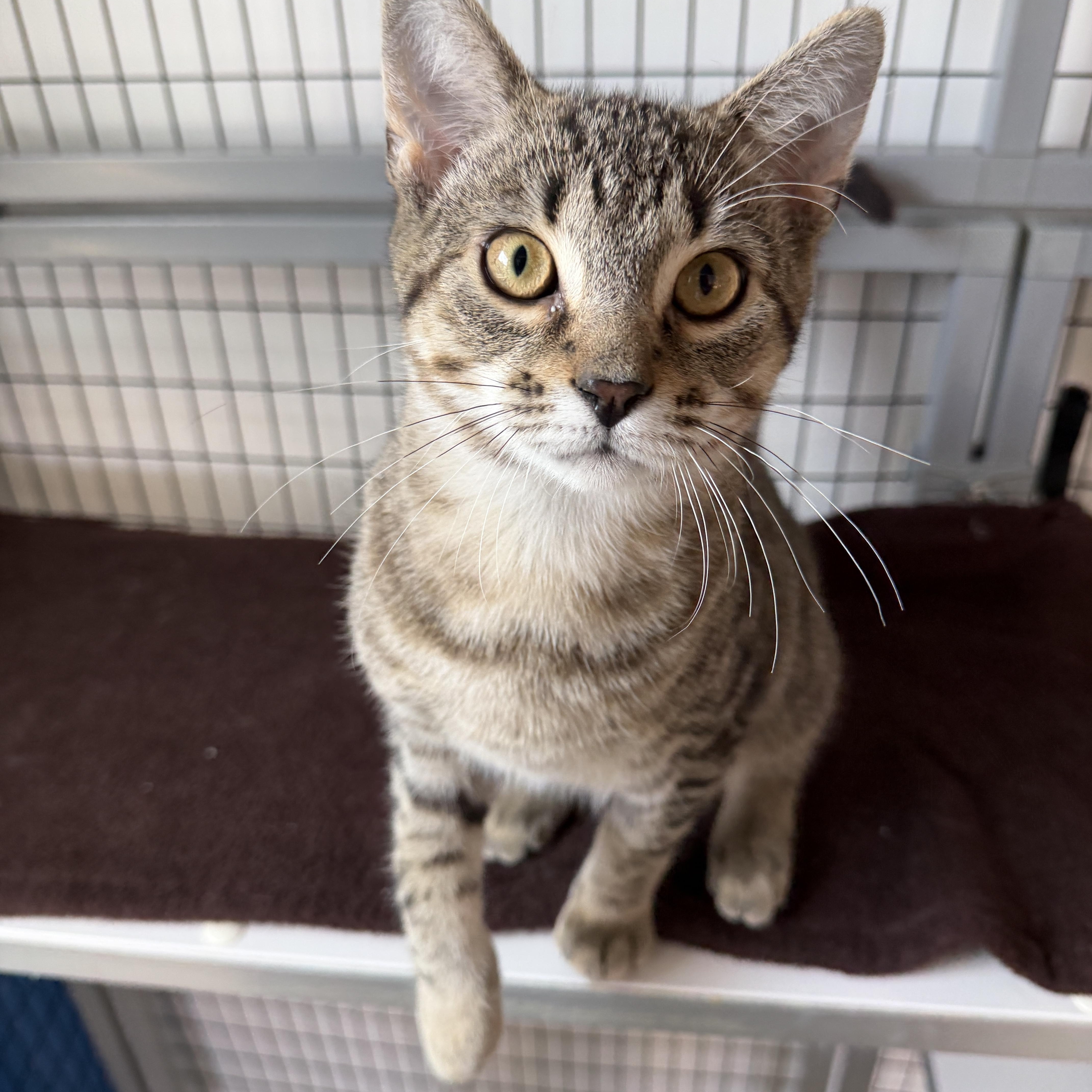 Enlarge Charade, a ADOPTABLE American Shorthair in Hull, MA image 2/4