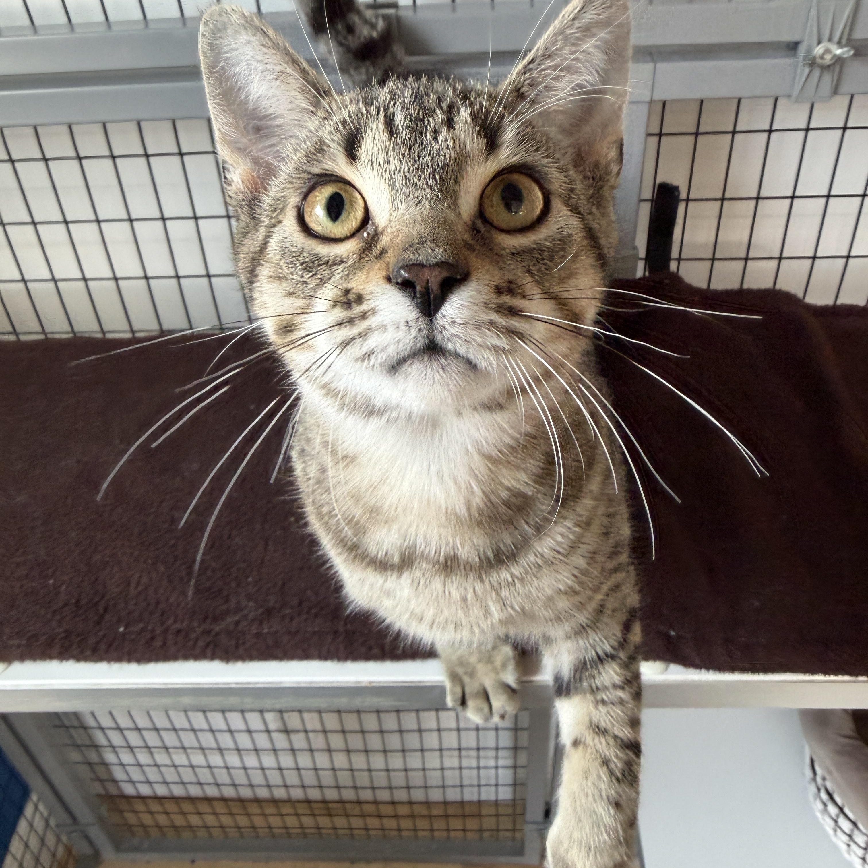 Enlarge Charade, a ADOPTABLE American Shorthair in Hull, MA image 4/4