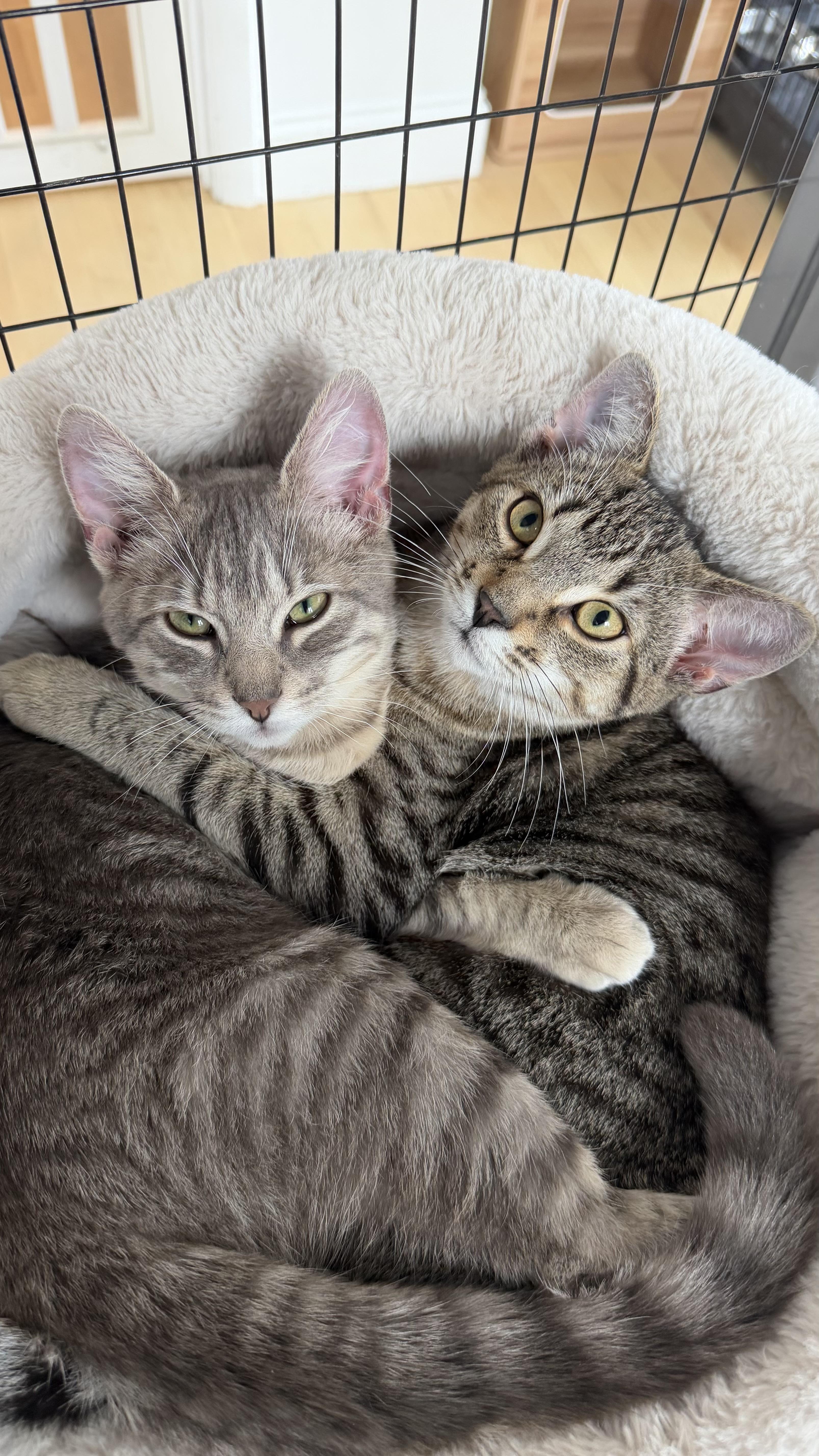 Charade, ADOPTABLE, Kitten Male American Shorthair.