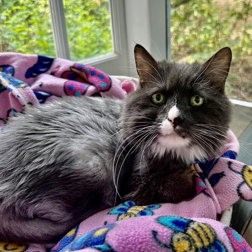Enlarge Chloe in Colorado, a ADOPTABLE Domestic Long Hair in Boulder, CO image 1/4