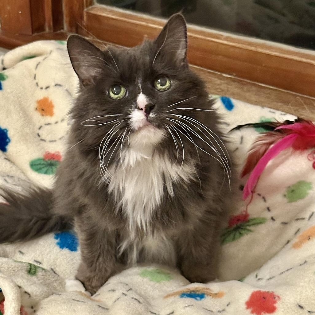 Enlarge Chloe in Colorado, a ADOPTABLE Domestic Long Hair in Boulder, CO image 4/4