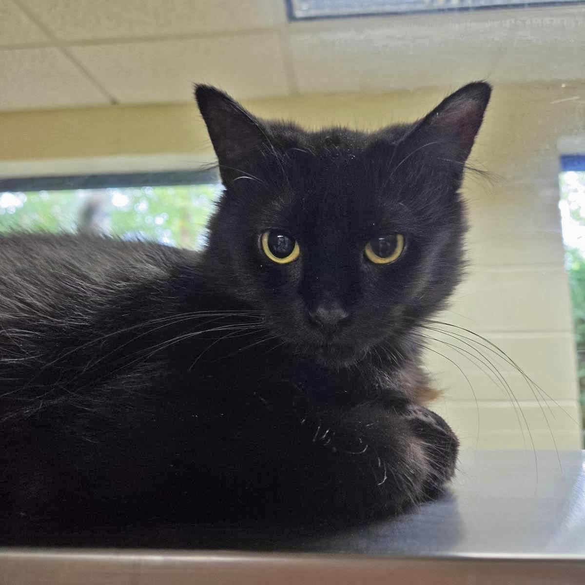 Sophie, Adoptable, Adult Female Domestic Long Hair.