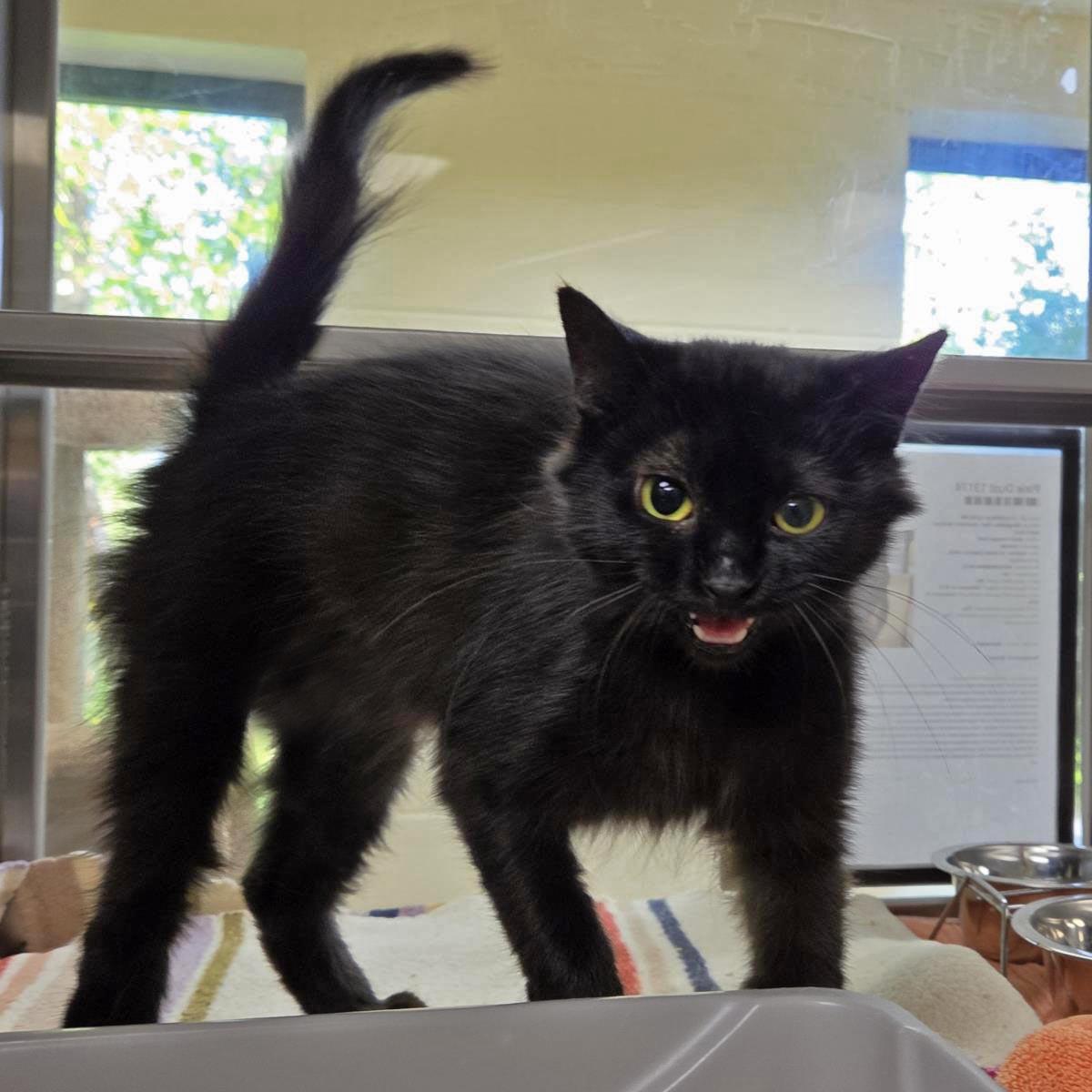 Enlarge Sophie, a Adoptable Domestic Long Hair in Plover, WI image 2/3