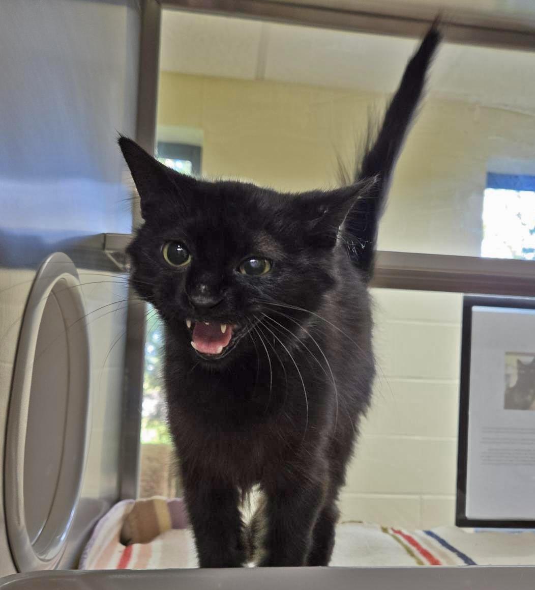 Enlarge Sophie, a Adoptable Domestic Long Hair in Plover, WI image 3/3