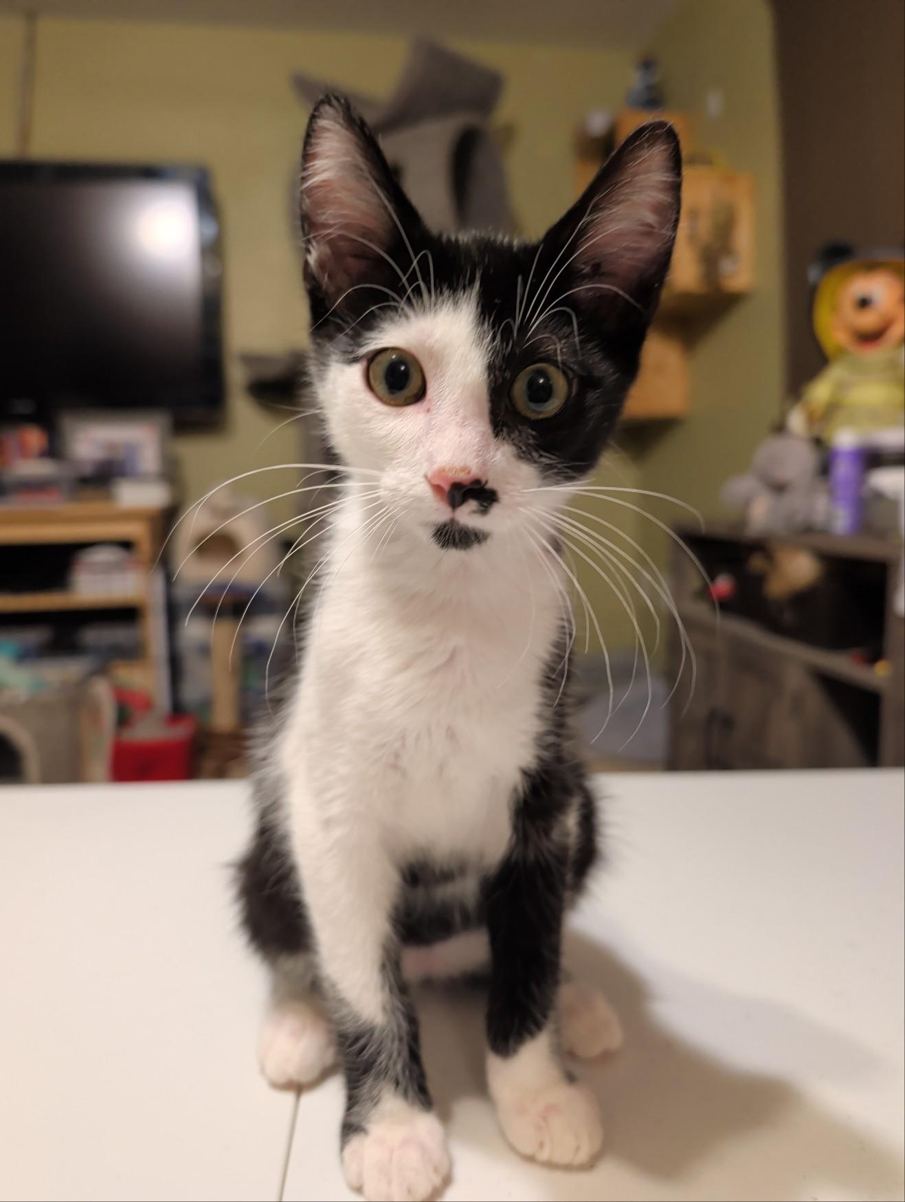 Enlarge Sparrow, a Adoptable Domestic Short Hair in Palm Harbor, FL image 4/6