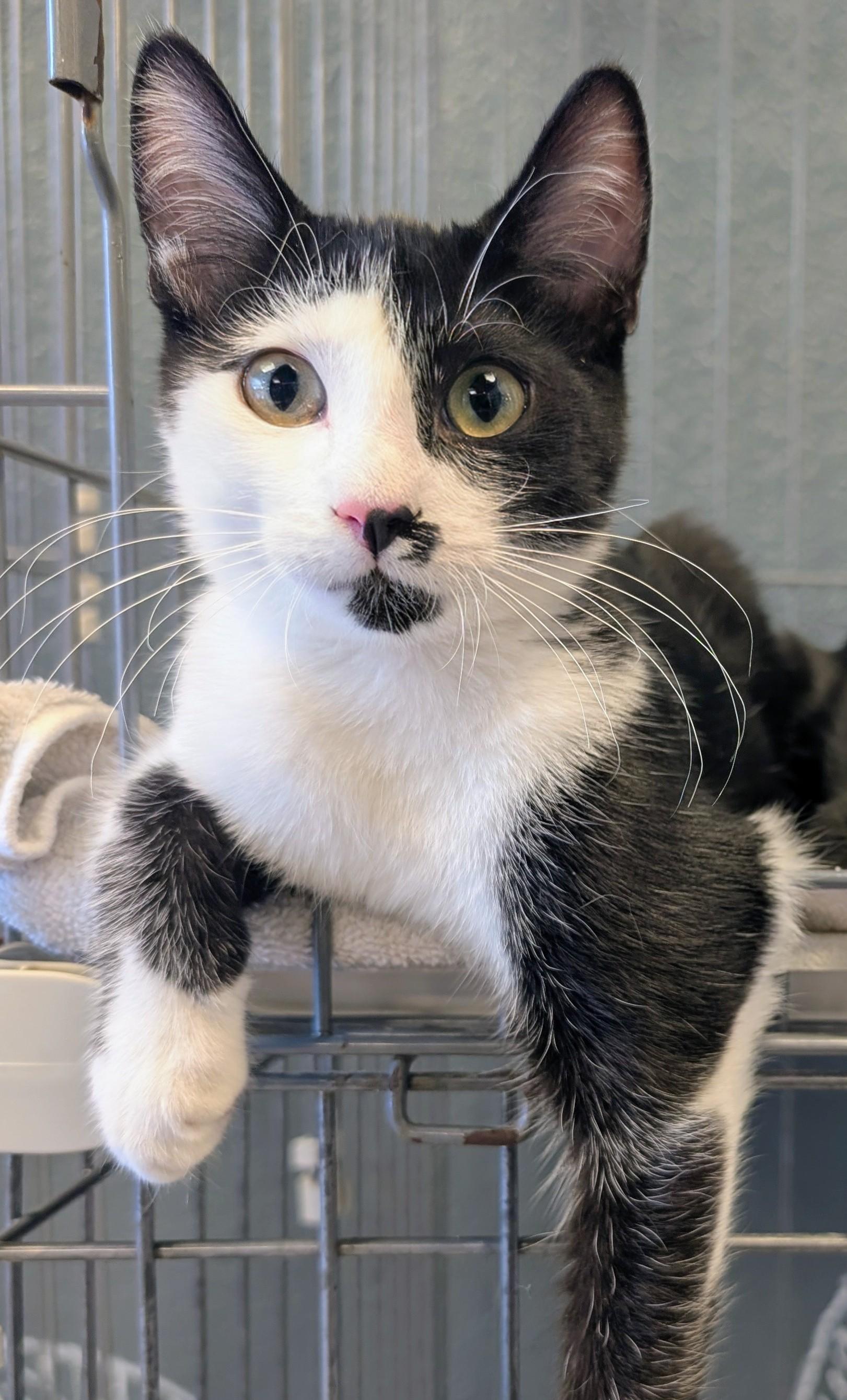 Sparrow, Adoptable, Kitten Male Domestic Short Hair.