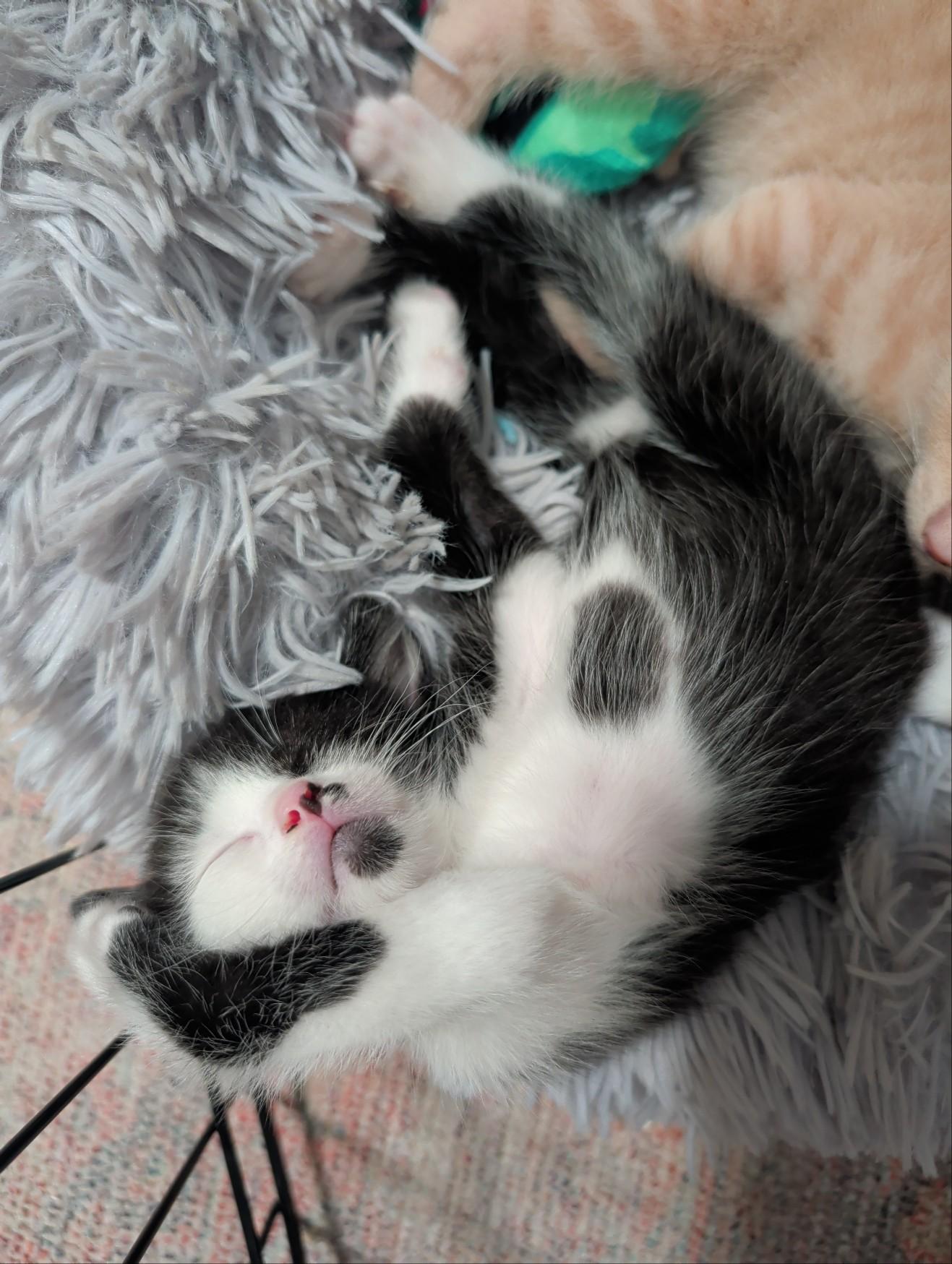 Enlarge Sparrow, a Adoptable Domestic Short Hair in Palm Harbor, FL image 5/6
