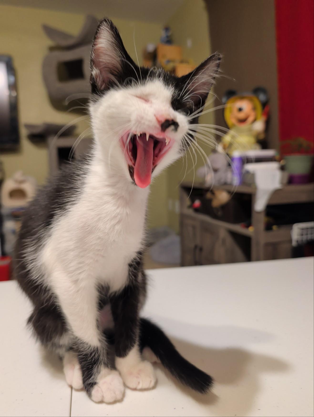 Enlarge Sparrow, a Adoptable Domestic Short Hair in Palm Harbor, FL image 6/6