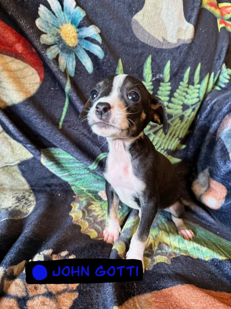 John Gotti, Adoptable, Puppy Male Chihuahua & Rat Terrier.