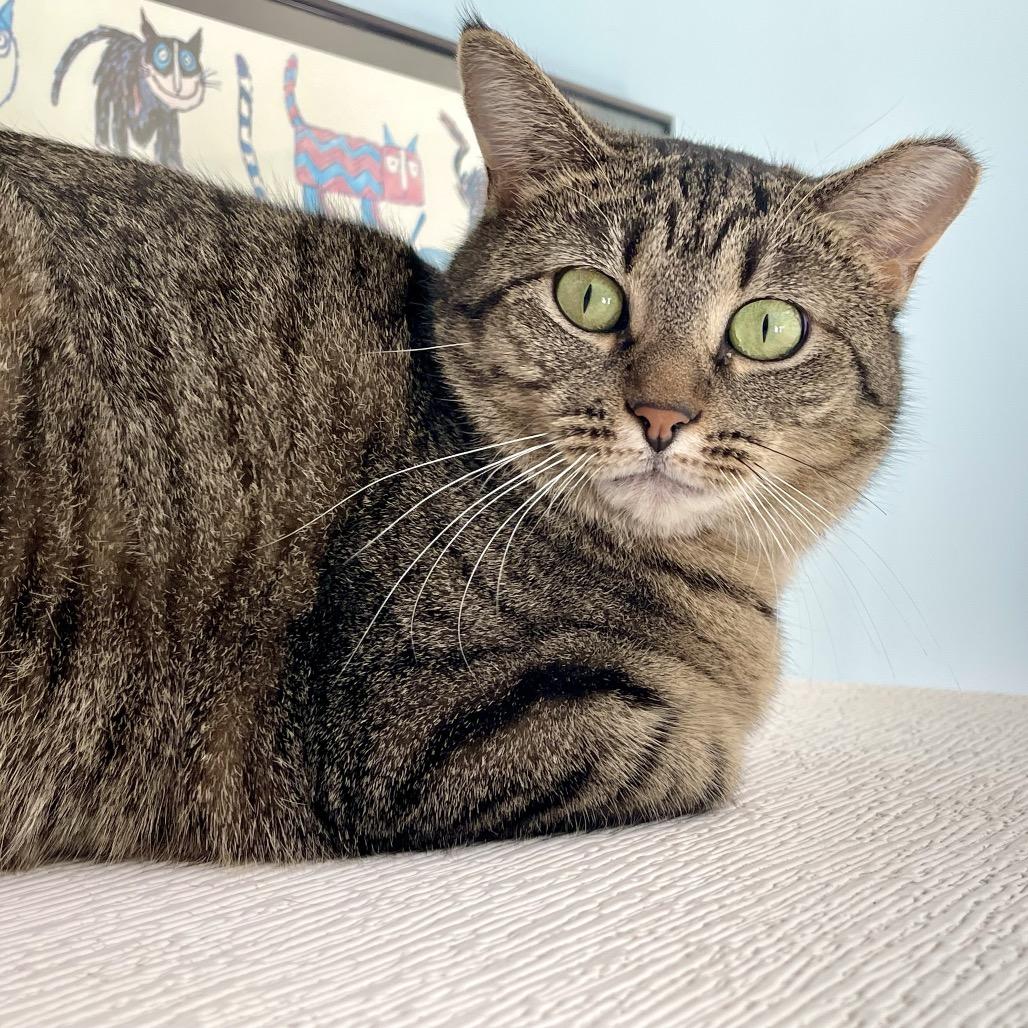 Piper, Adoptable, Young Female Domestic Short Hair.