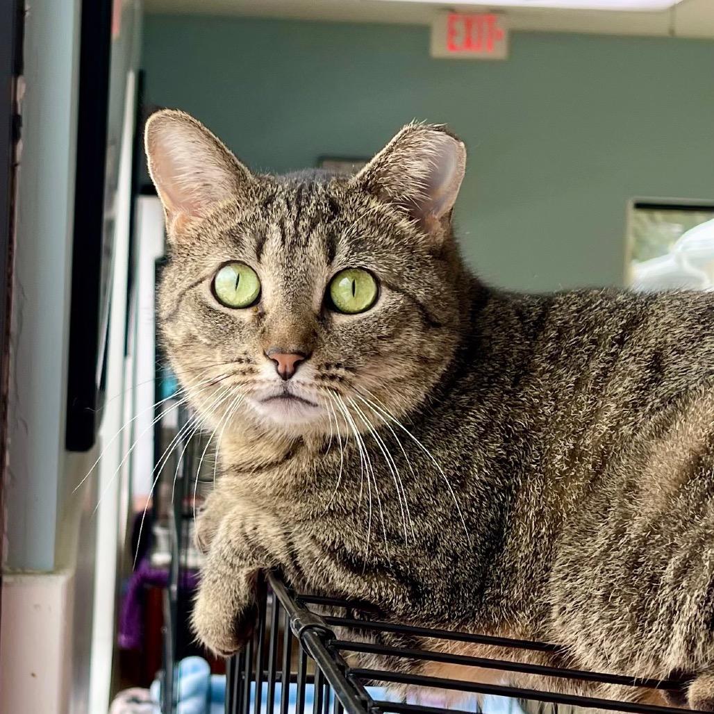 Piper, Adoptable, Young Female Domestic Short Hair.