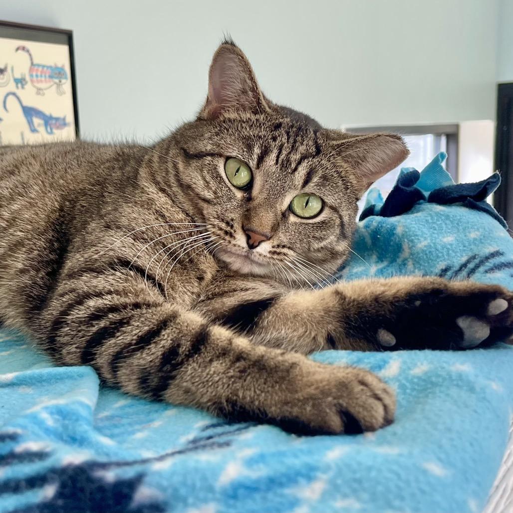 Enlarge Piper, a Adoptable Domestic Short Hair in Deerfield, IL image 1/6