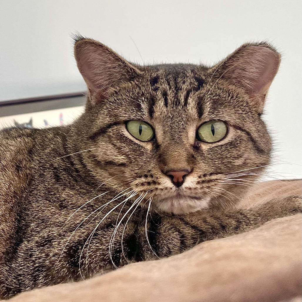 Piper, Adoptable, Young Female Domestic Short Hair.