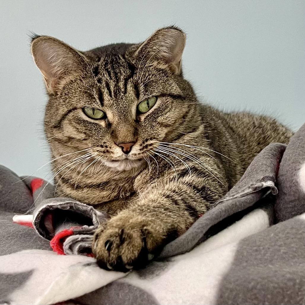 Enlarge Piper, a Adoptable Domestic Short Hair in Deerfield, IL image 2/6