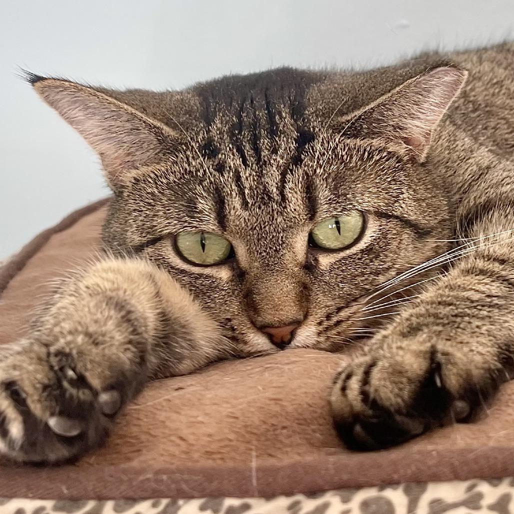 Enlarge Piper, a Adoptable Domestic Short Hair in Deerfield, IL image 4/6