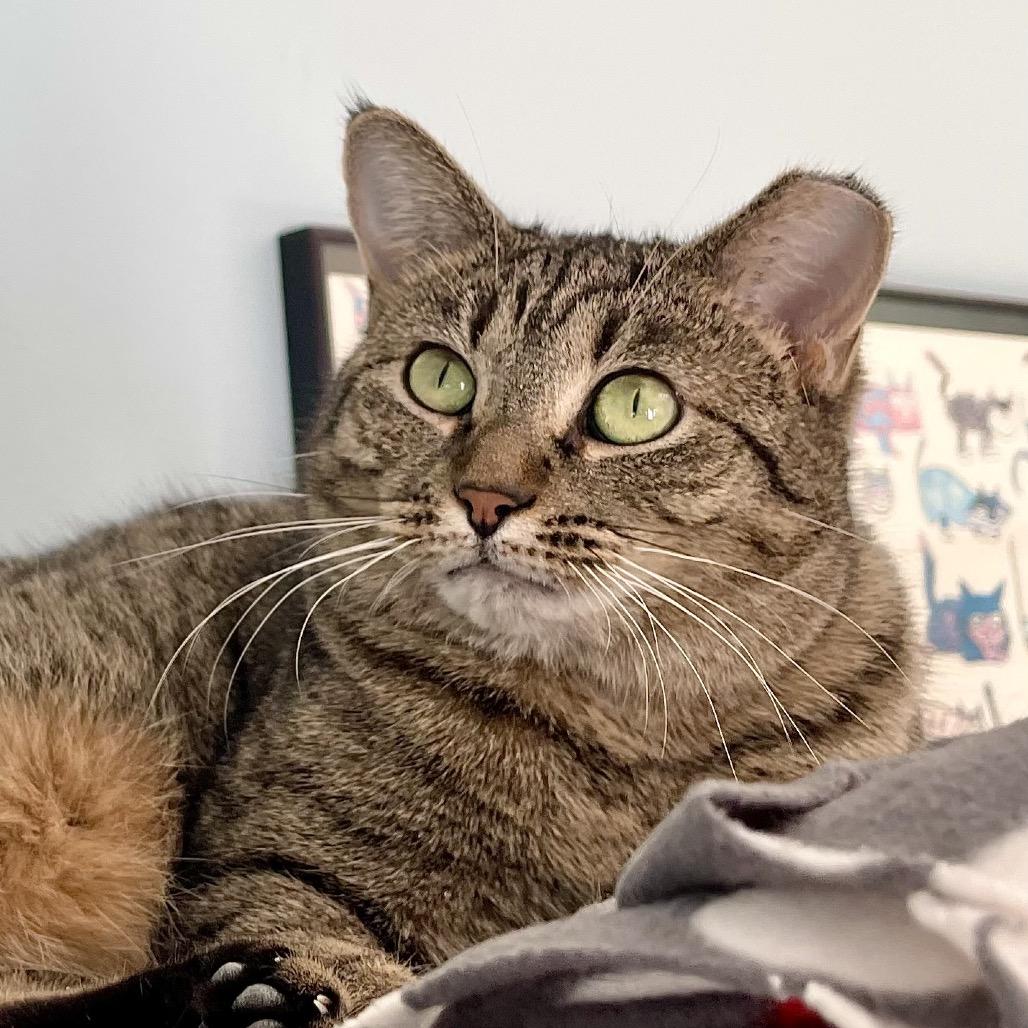 Enlarge Piper, a Adoptable Domestic Short Hair in Deerfield, IL image 5/6