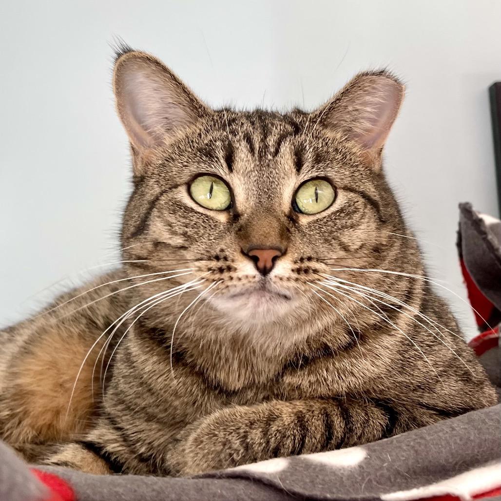 Enlarge Piper, a Adoptable Domestic Short Hair in Deerfield, IL image 4/6