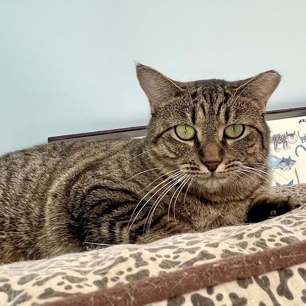 Enlarge Piper, a Adoptable Domestic Short Hair in Deerfield, IL image 5/6