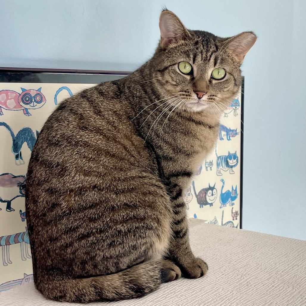 Enlarge Piper, a Adoptable Domestic Short Hair in Deerfield, IL image 6/6