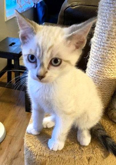 Enlarge Sprout, a Adoptable mixed breed in Saanichton, BC image 3/6