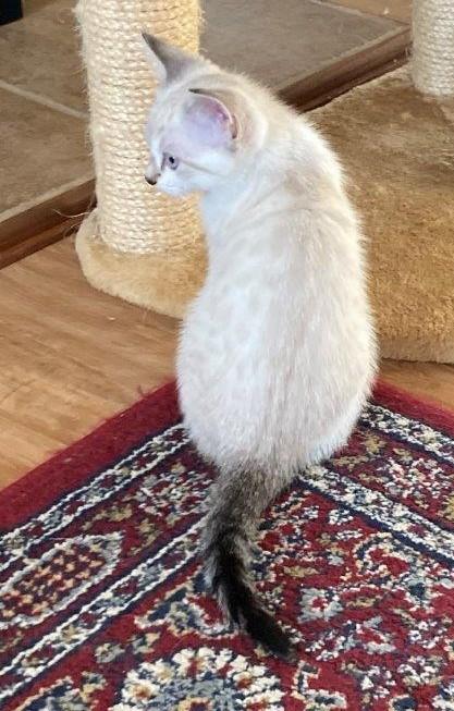 Enlarge Sprout, a Adoptable mixed breed in Saanichton, BC image 5/6