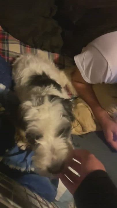 Enlarge Maggie, a Adopted mixed breed in Burbank, CA video 5/9