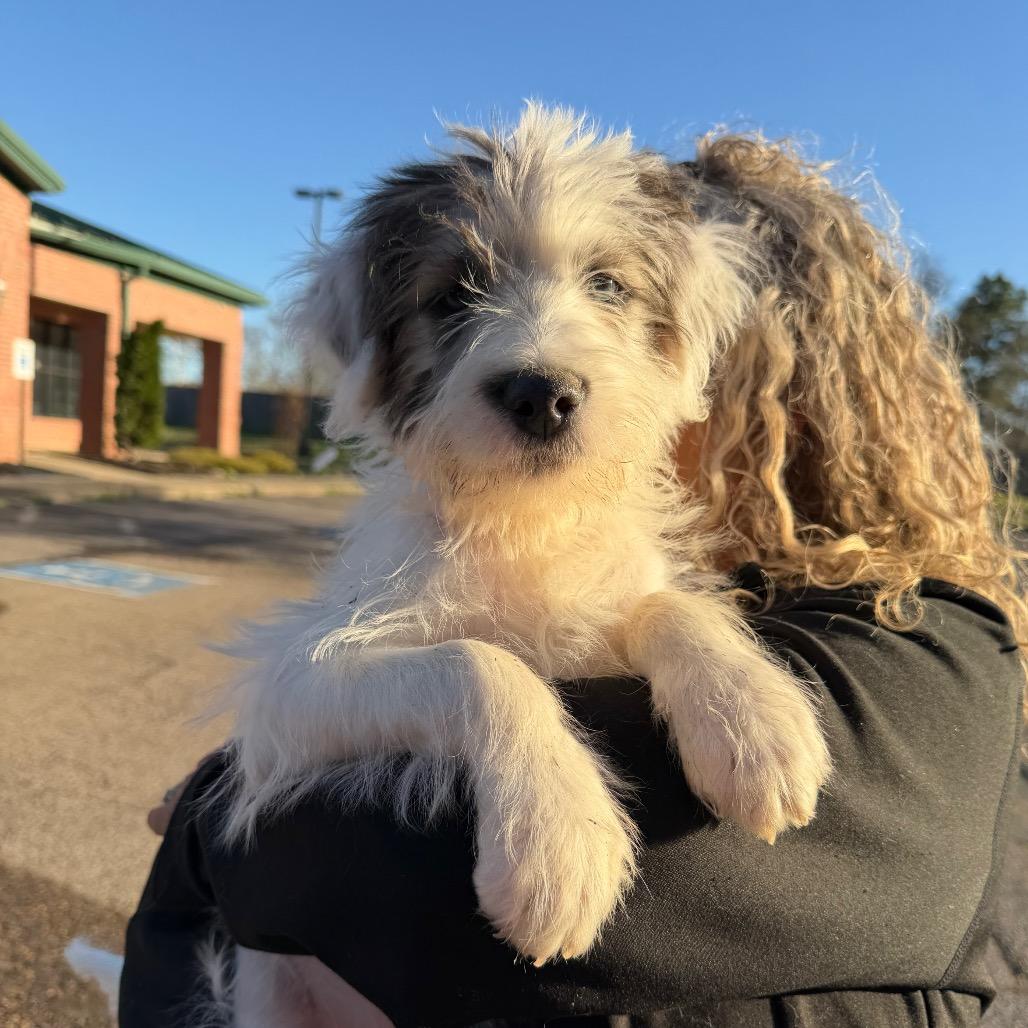 Knox, Adoptable, Puppy Male Shepherd.
